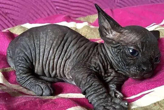 SPHYNX CANADIAN * Sfinks Kanada* Warszawa & Sosnowiec, Mazowieckie, Warszawa