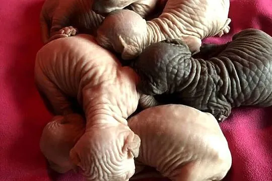 SPHYNX CANADIAN * Sfinks Kanada* Warszawa & Sosnowiec, Mazowieckie, Warszawa