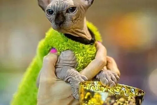 SPHYNX CANADIAN * Sfinks Kanada* Warszawa & Sosnowiec, Mazowieckie, Warszawa