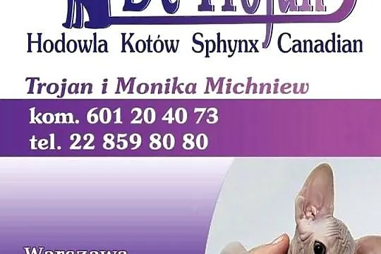 SPHYNX CANADIAN * Sfinks Kanada* Warszawa & Sosnowiec, Mazowieckie, Warszawa