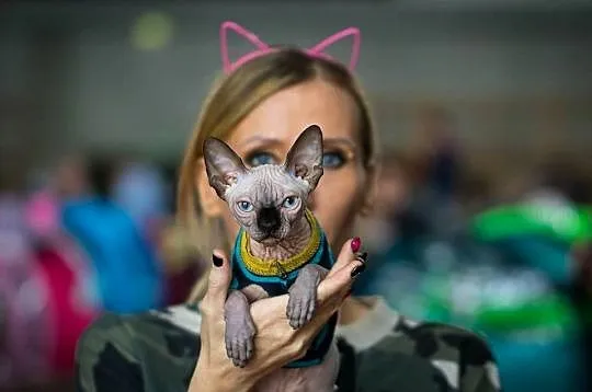 SPHYNX CANADIAN * Sfinks Kanada* Warszawa & Sosnowiec, Mazowieckie, Warszawa