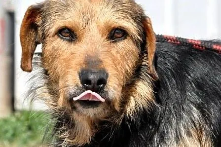 CHLEBEK-bardzo grzeczny,miły, spokojny psiak-1 rok