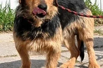 CHLEBEK-bardzo grzeczny,miły, spokojny psiak-1 rok