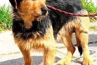 CHLEBEK-bardzo grzeczny,miły, spokojny psiak-1 rok