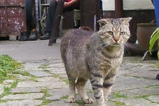 Antek bardzo pilnie potrzebuje domu....,  pomorski