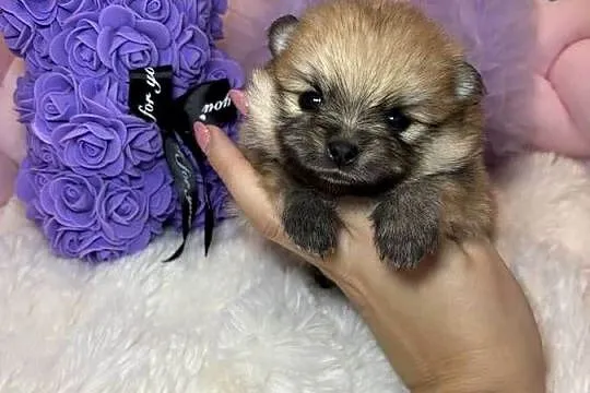 Suczka szpic miniaturowy pomeranian Orange badania DNA!