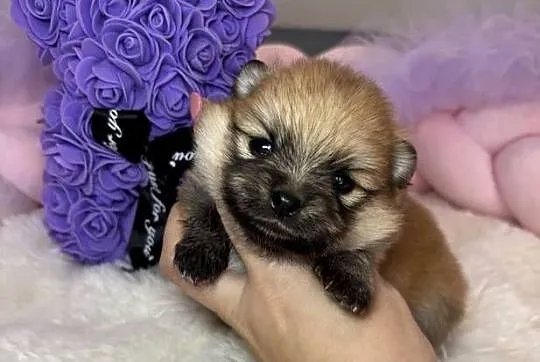 Suczka szpic miniaturowy pomeranian Orange badania DNA!, Łódzkie, Bełchatów