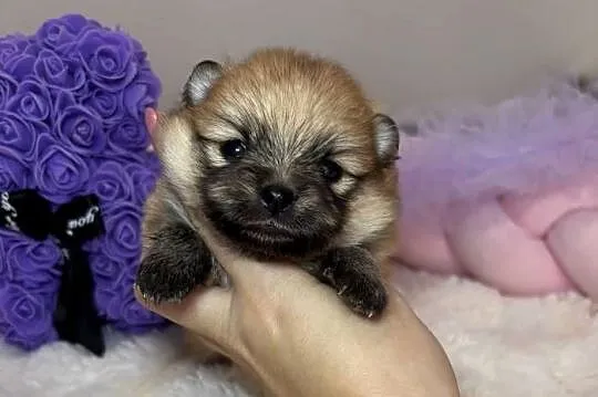 Suczka szpic miniaturowy pomeranian Orange badania DNA!, Łódzkie, Bełchatów