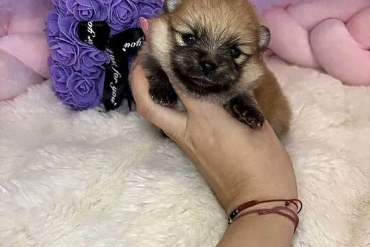 Suczka szpic miniaturowy pomeranian Orange badania DNA!, Łódzkie, Bełchatów
