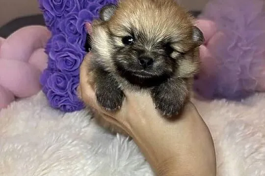 Suczka szpic miniaturowy pomeranian Orange badania DNA!, Łódzkie, Bełchatów