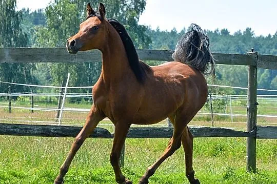 EL FARAD, , Halinów