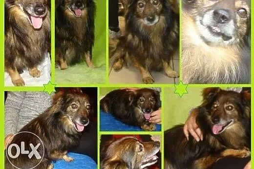 Mały - uroczy, starszy, sympatyczny piesek,  lubel
