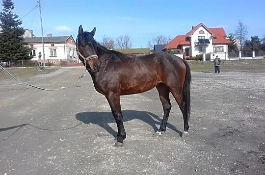Ogier rasy małopolskiej- BEMOL, , 