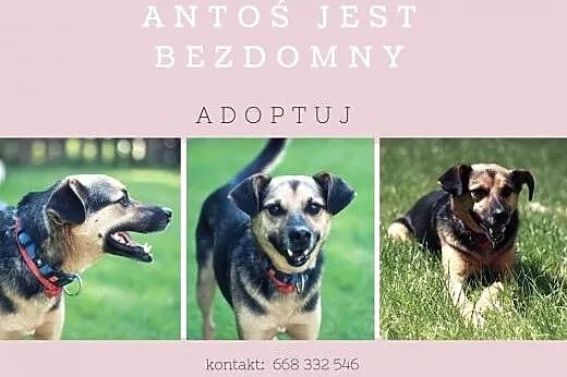 Antek,oryginalny,pocieszny, przytulasek, czeka na dom,  małopolskie Kraków