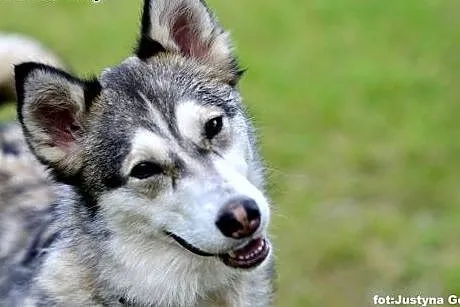 Alaska - wybuchowa z niej psia laska :),  warmińsk