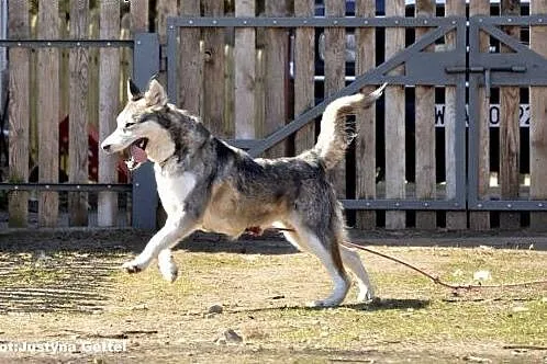 Alaska - wybuchowa z niej psia laska :),  warmińsk