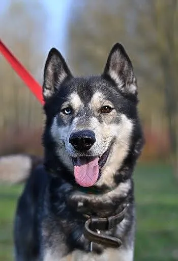 Solar - fantastyczny i wesoły pies w typie husky