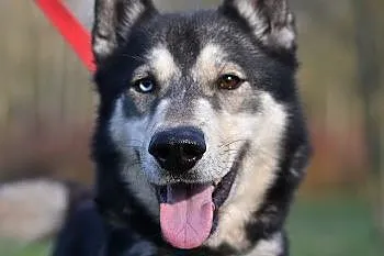 Solar - fantastyczny i wesoły pies w typie husky
