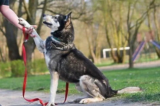 Solar - fantastyczny i wesoły pies w typie husky