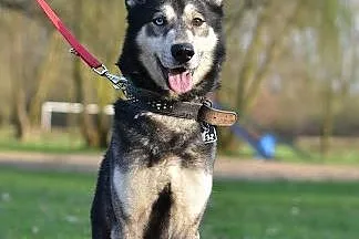 Solar - fantastyczny i wesoły pies w typie husky