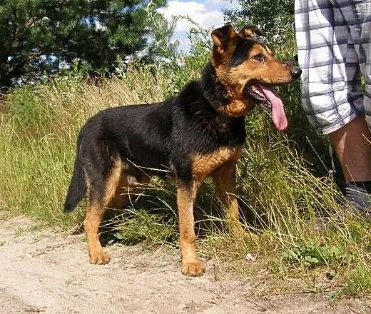 Moris, pies na schwał...tylko domu mu brak :(, ma