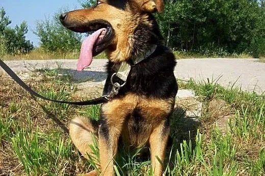 Moris, pies na schwał...tylko domu mu brak :(,  ma