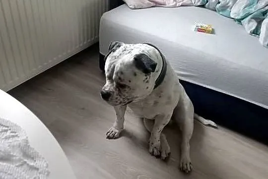 American bully, Pomorskie, Malbork