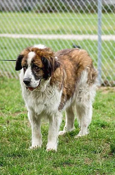 Greta, grzeczna i przyjazna suczka BERNARDYN ADOPC