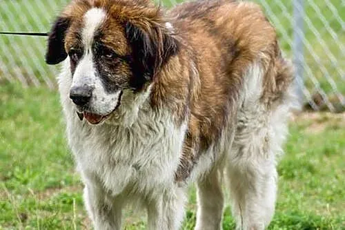 Greta, grzeczna i przyjazna suczka BERNARDYN ADOPC