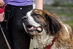 Greta, grzeczna i przyjazna suczka BERNARDYN ADOPC
