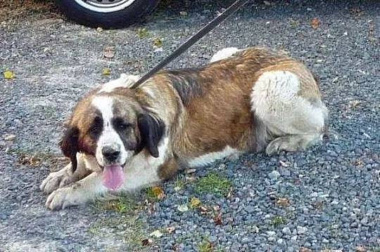 Greta, grzeczna i przyjazna suczka BERNARDYN ADOPC