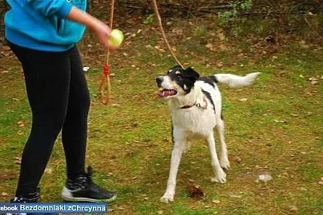 Pełen pozytywnej energii Fox czeka na dom w schron