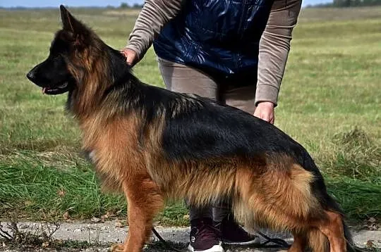 Owczarek niemiecki długowłosy ZKwP FCI, Warmińsko-mazurskie, Rudziska