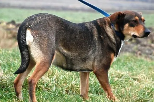 Piękna, spokojna, grzeczna Fiona. Przyjazna suczka
