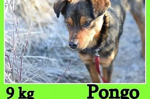 9 kg 1 rok, wesoły,przytulaśny,towarzyski piesek PONGO.Adopcja,  dolnośląskie Wrocław