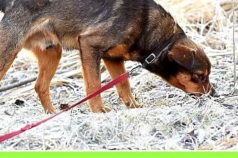 9 kg 1 rok, wesoły,przytulaśny,towarzyski piesek P