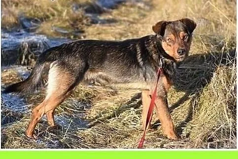 9 kg 1 rok, wesoły,przytulaśny,towarzyski piesek P