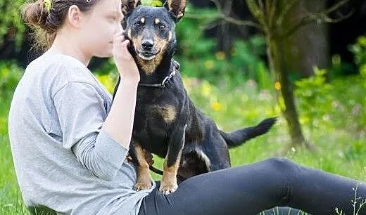 Minus, niewielki, młodziutki i przyjazny psiaczek,
