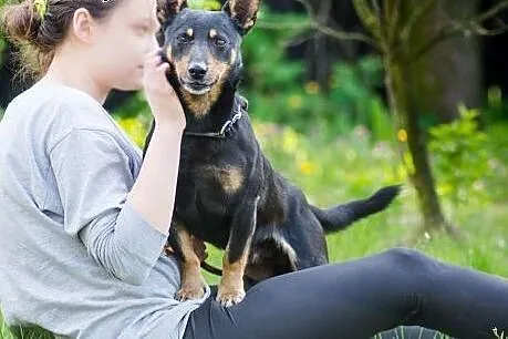 Minus, niewielki, młodziutki i przyjazny psiaczek,