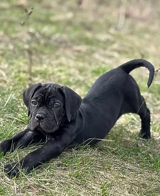Czarna suczka cane corso z domowej hodowli ZKwP/FCI, Małopolskie, Zakopane
