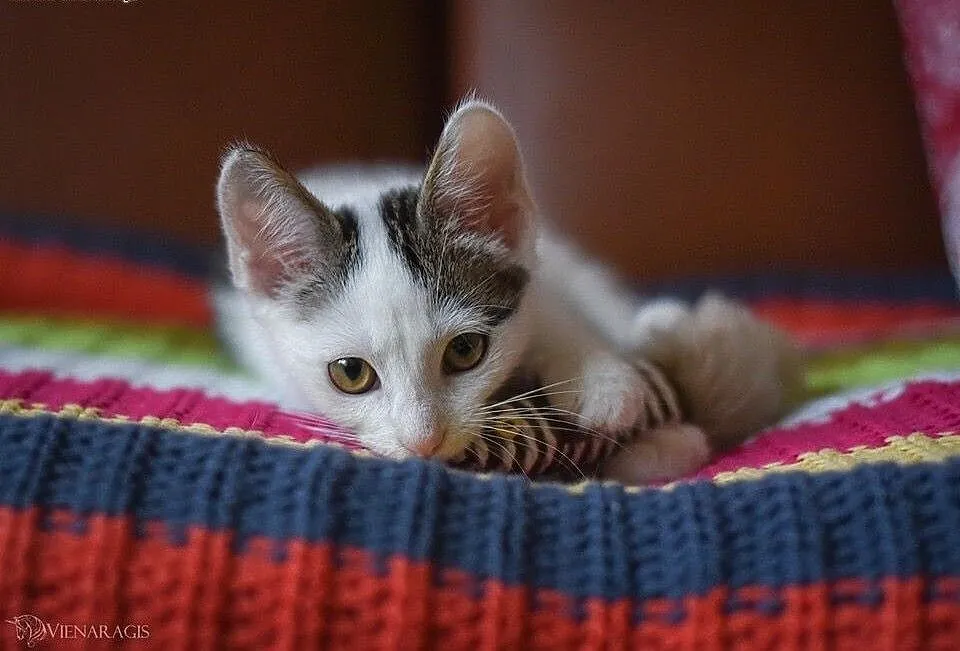 Malutki Momo do adopcji, śląskie Gliwice, Śląskie, Gliwice