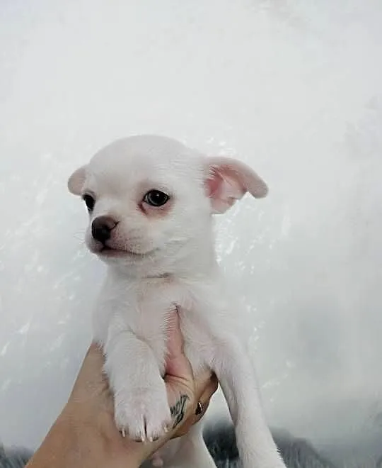 Biały chłopiec Chihuahua, Kujawsko-pomorskie, Barcin