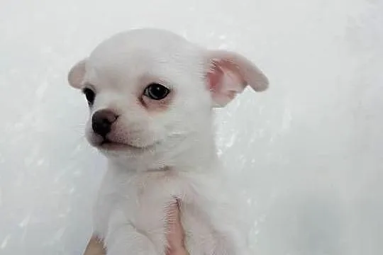 Biały chłopiec Chihuahua, Kujawsko-pomorskie, Barcin