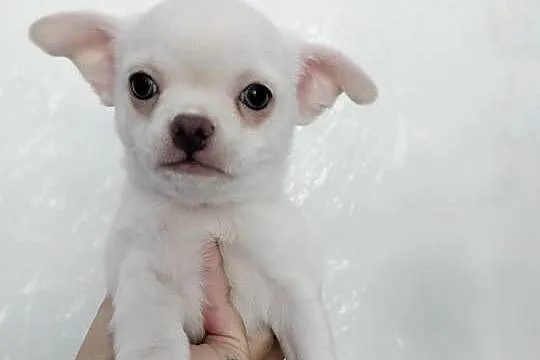 Biały chłopiec Chihuahua, Kujawsko-pomorskie, Barcin