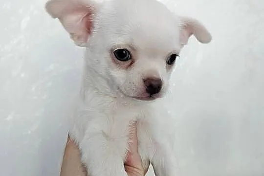 Biały chłopiec Chihuahua, Kujawsko-pomorskie, Barcin