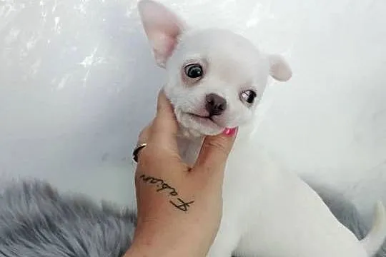 Biały chłopiec Chihuahua, Kujawsko-pomorskie, Barcin