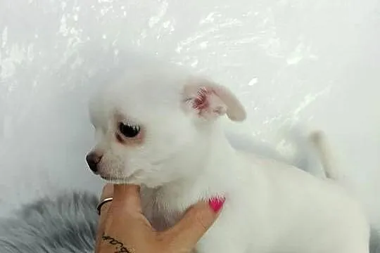 Biały chłopiec Chihuahua, Kujawsko-pomorskie, Barcin