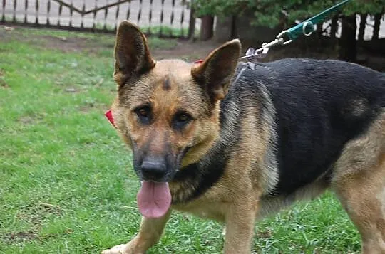 Azira - piękna suka owczarek niemiecki ADOPCJA