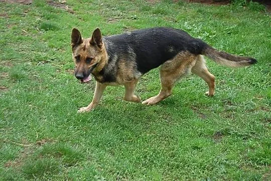 Azira - piękna suka owczarek niemiecki ADOPCJA