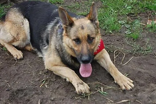 Azira - piękna suka owczarek niemiecki ADOPCJA